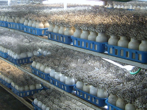 食用菌培育jbo竞博(中国)科技有限公司官网